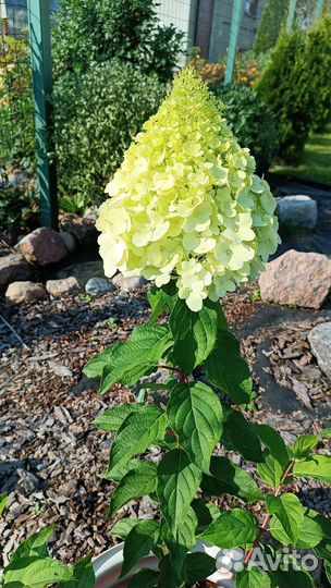 Метельчатая гортензия Polar Bear/Полярный медведь