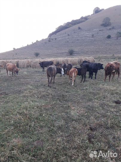 Быки племзаводские и коровы,телята