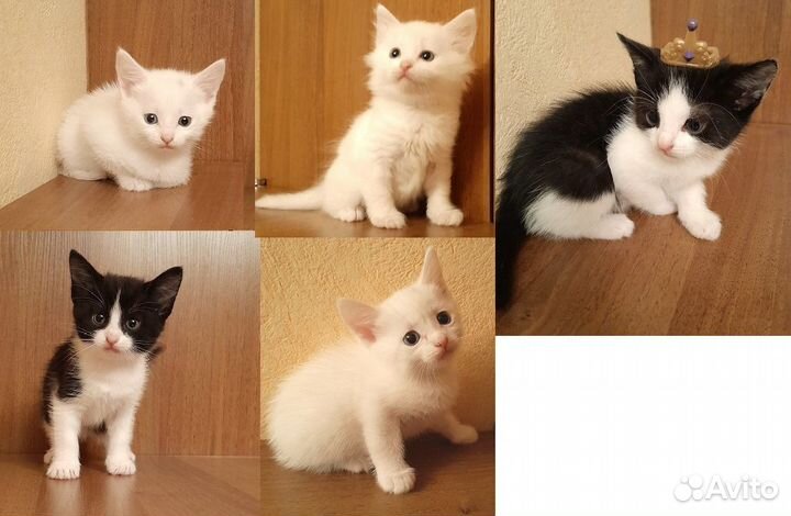 Котята домашние