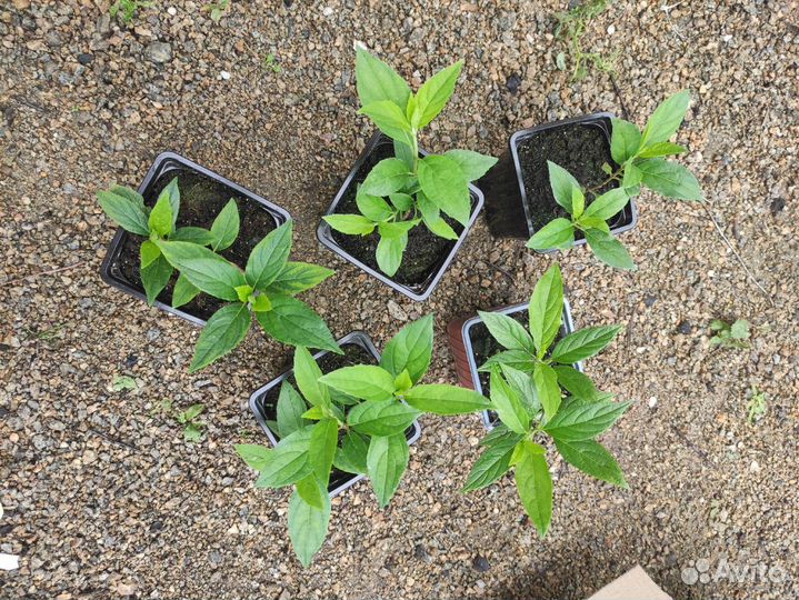 Metallica Bonfire гортензия саженцы