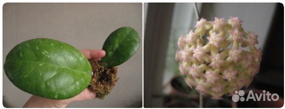 Сортовые простые в уходе хойи