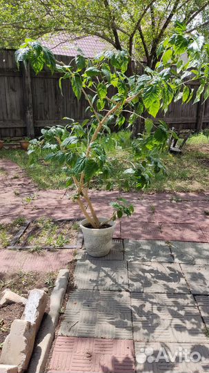 Китайская роза, гибискус