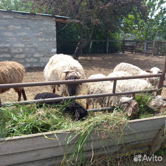 Бараны овцы ягнята