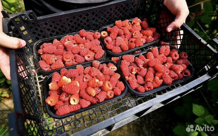 Саженцы малины