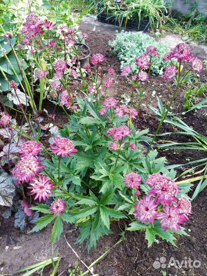 Астранция Кларет