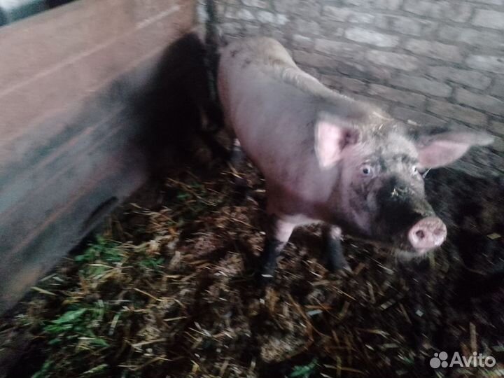 Производитель хороший