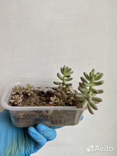 Микс суккулентов