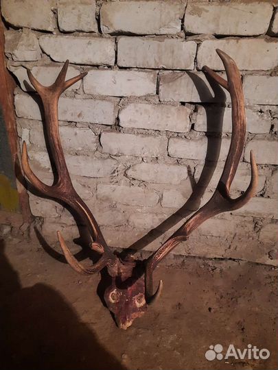 Рога оленя