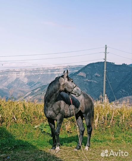 Лошадь полукровка
