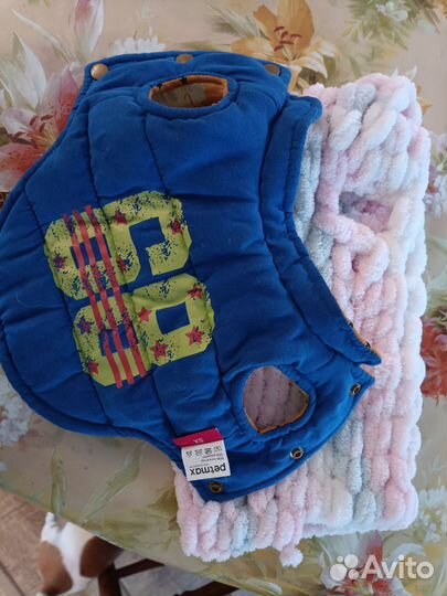 Одежда для собак