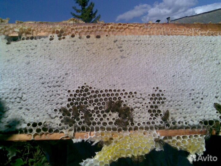 Мёд цветочный