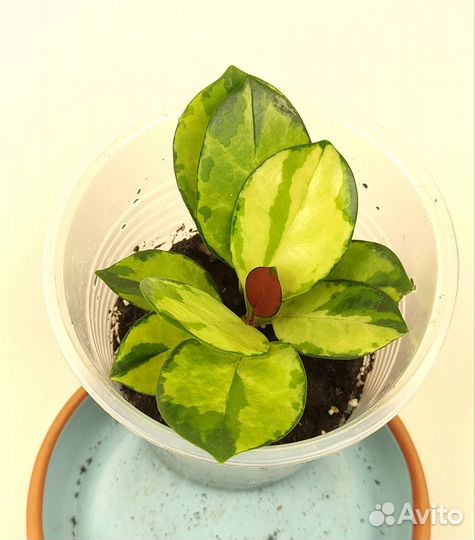 Хойя сингониум филодендрон алоказия