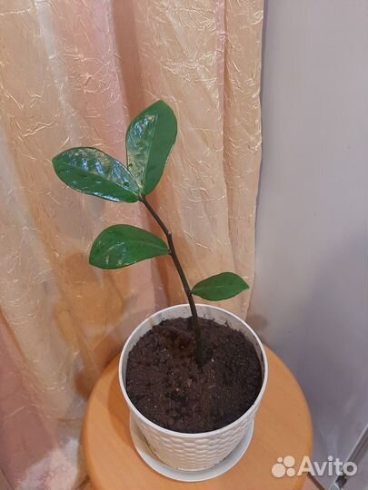 Замиокулькас