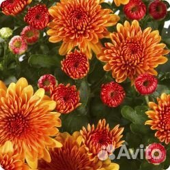 Многолетние цветы для сада