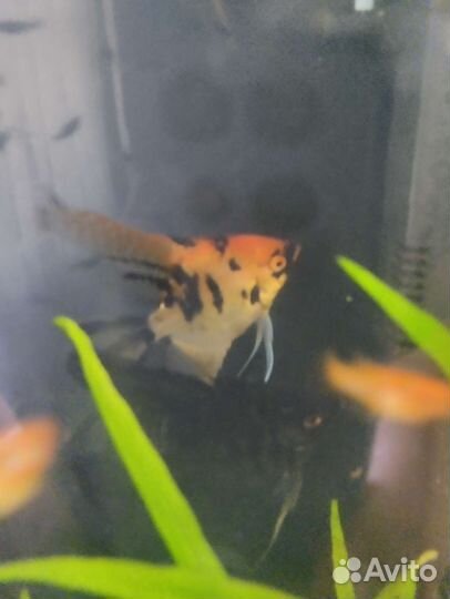 Аквариумные рыбки