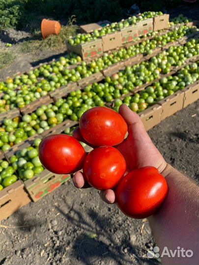 Помидоры сливка оптом Астрахань