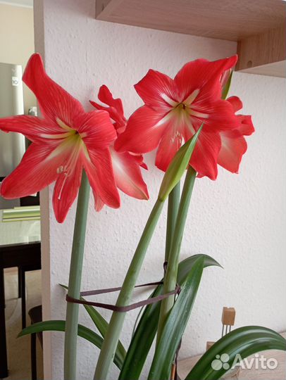 Амариллис красный
