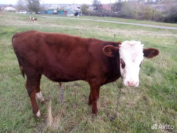 Товары для животных