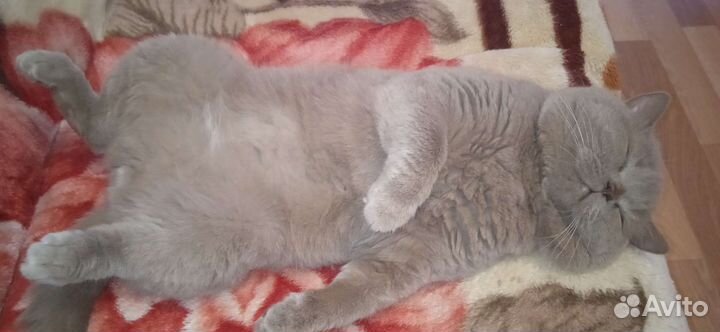 Британская