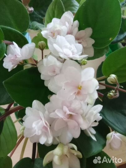 Фиалка лист разные сорта