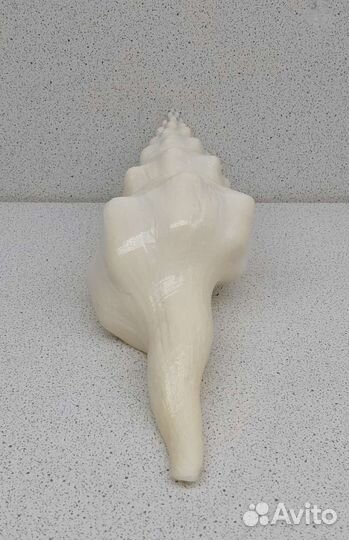 Фусинус Ундатус 17,5 морская ракушка раковина