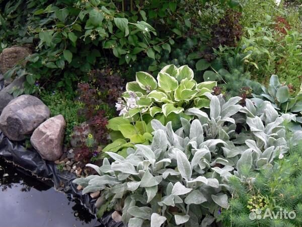 Чистец заячьи ушки