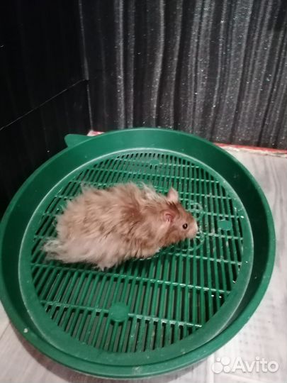 Сирийские хомячки