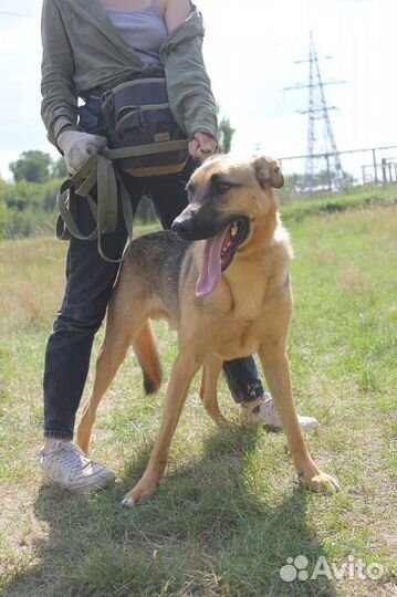 Спасите собаку из приюта