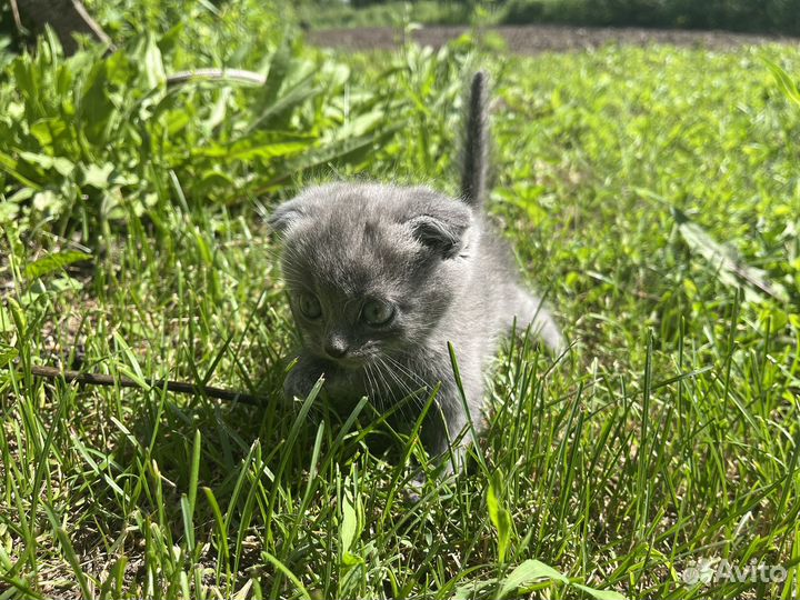 Шотландская вислоухая
