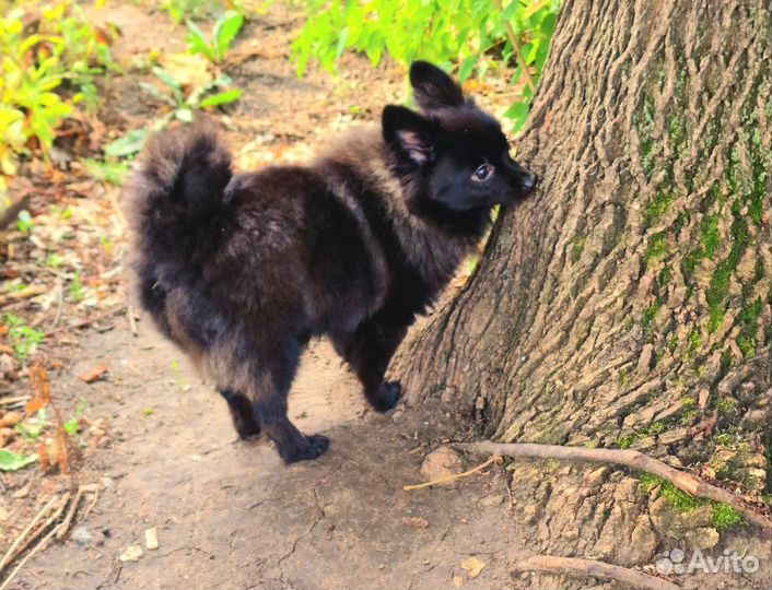 Собаки щенки шпиц