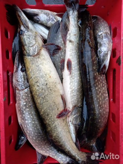 Свежая речная рыба в Самаре