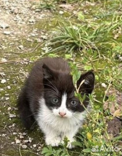 SOS объявление шанс на жизнь для котят 1 месяц