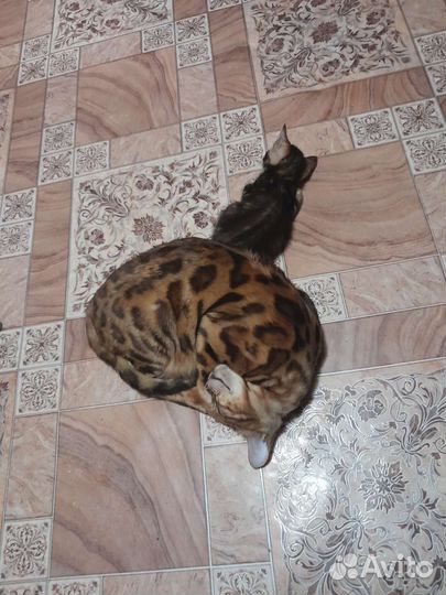 Бенгальская