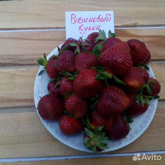 Рассада клубники