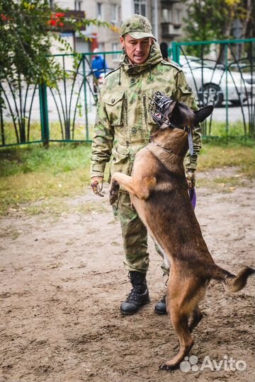 Дрессировка собак