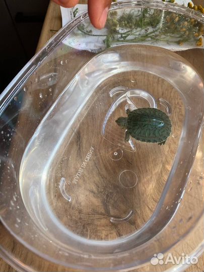 Красноухая черепаха маленькая