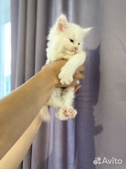 Котята мейн-кун