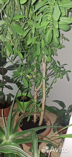 Комнатные растения цветы большие