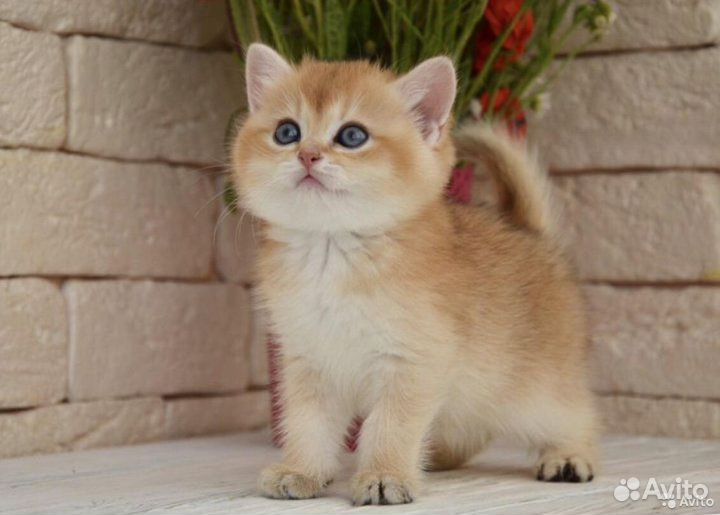 Британские золотая шиншилла котята