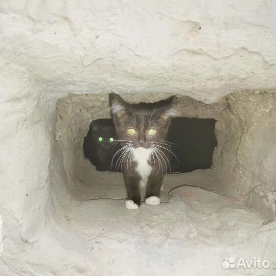 Кошка в дар