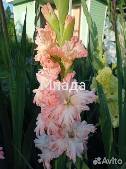 Гладиолусы луковицы