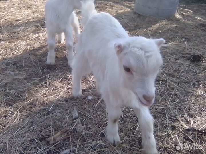 Козлик и козочка Ламанча, козлята