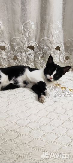 Кошечка бесплатно