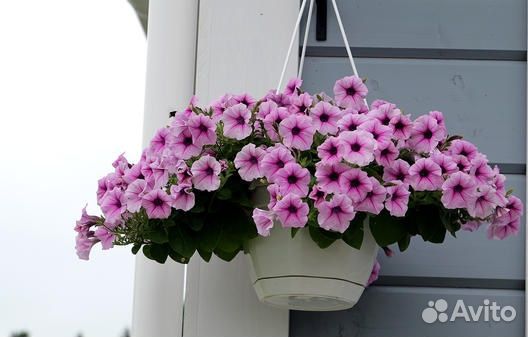 Петунии бакопа рассада