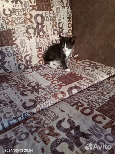 Котята