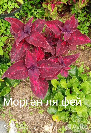 Срезы колеусов