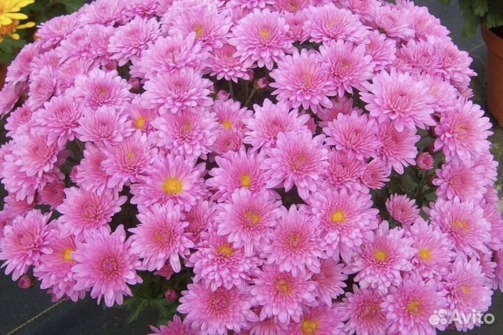 Хризантема мультифрола