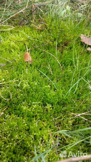 Мох, лишайник