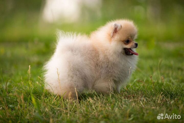 Щенки шпица