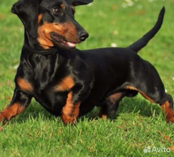 Мальчик. Вязка. Бесплатно